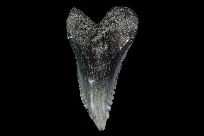 Serrated, Fossil Hemipristis Tooth - Georgia #74826